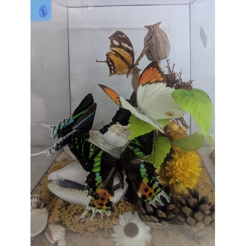 461 - Taxidermy - five butterflies resting on shells, flowers and foliage displayed in a clear Perspex dis... 