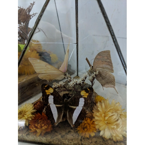 461 - Taxidermy - five butterflies resting on shells, flowers and foliage displayed in a clear Perspex dis... 