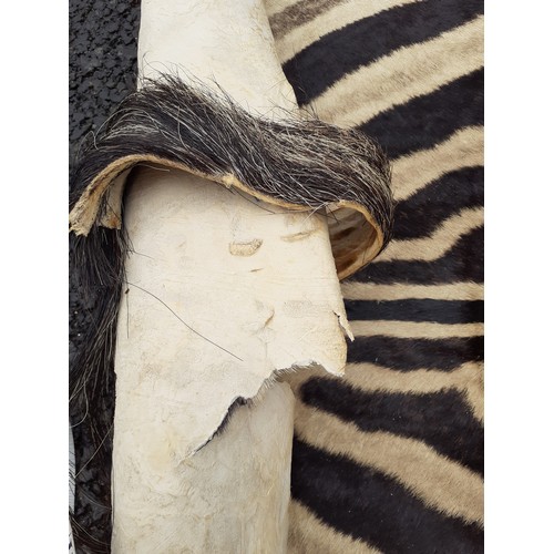 143 - A large vintage zebra hide A/F, approx 105