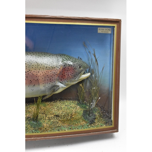 214 - A Taxidermy Rainbow Trout in a bow fronted case, set in a naturalistic setting, bearing the catch de... 