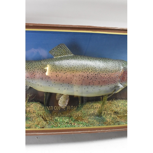 214 - A Taxidermy Rainbow Trout in a bow fronted case, set in a naturalistic setting, bearing the catch de... 