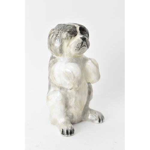 220 - An early 20th century Derby Sampson Hancock model of a Shih tzu dog begging, circa 1935, painted mar... 