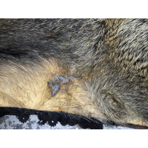 120 - A taxidermist wild Boar rugLocation:G
