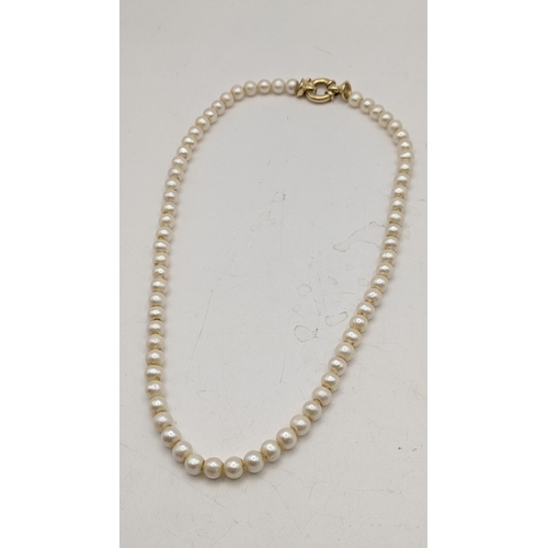 170 - A yellow gold and cultured pearl single strand necklace with a bolt ring clasp, unmarked but tests a... 