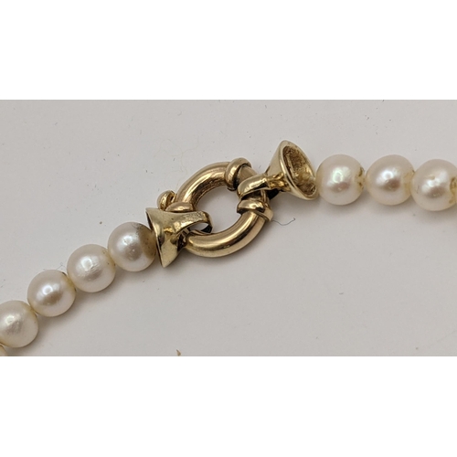 170 - A yellow gold and cultured pearl single strand necklace with a bolt ring clasp, unmarked but tests a... 