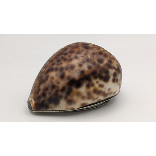 315 - An early Victorian snuff box formed from a Cyprae Tigris seashell, with a silver plated engraved lid... 