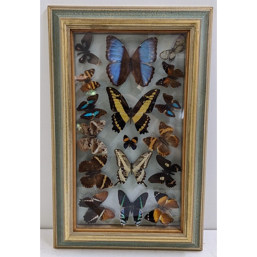 146 - Entomology - a framed and glazed display of seventeen butterflies
Location: LWM

If there is no cond... 