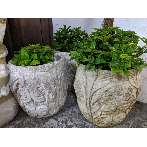 106 - A group of five weathered garden stoneware pots with raised floral decoration, each containing a Hyd... 