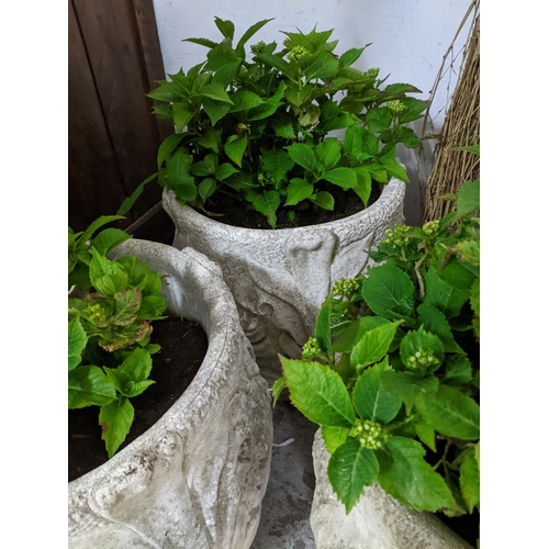 106 - A group of five weathered garden stoneware pots with raised floral decoration, each containing a Hyd... 