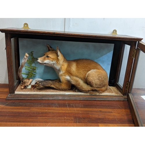 53 - Taxidermy - a fox looking at a snail, in an oak glazed case
Location: STAIRS
If there is no conditio... 