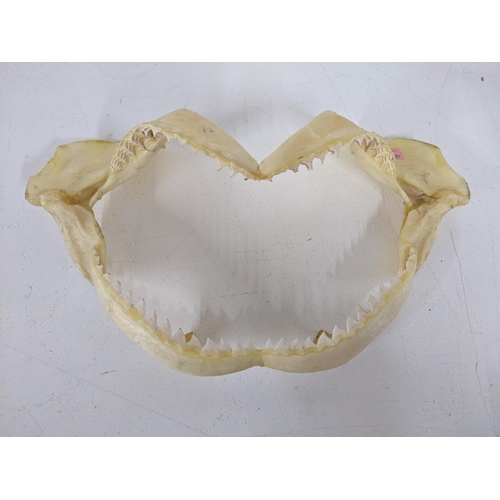 546 - Three shark jaws with teeth 30cm x 22cm, 47cm x 24cm, 37cm x 20cm Location: LWF
If there is no condi... 