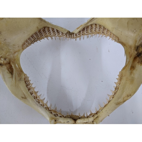 546 - Three shark jaws with teeth 30cm x 22cm, 47cm x 24cm, 37cm x 20cm Location: LWF
If there is no condi... 