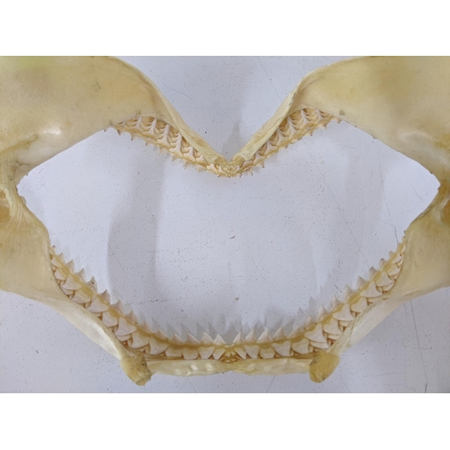 546 - Three shark jaws with teeth 30cm x 22cm, 47cm x 24cm, 37cm x 20cm Location: LWF
If there is no condi... 