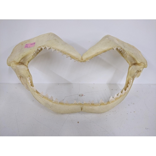 546 - Three shark jaws with teeth 30cm x 22cm, 47cm x 24cm, 37cm x 20cm Location: LWF
If there is no condi... 