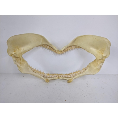 546 - Three shark jaws with teeth 30cm x 22cm, 47cm x 24cm, 37cm x 20cm Location: LWF
If there is no condi... 