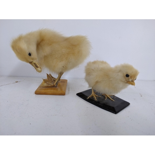 547 - Taxidermy - Two taxidermy chicks, both mounted on plinths, (possibly) goat or sheep's skull and (pos... 