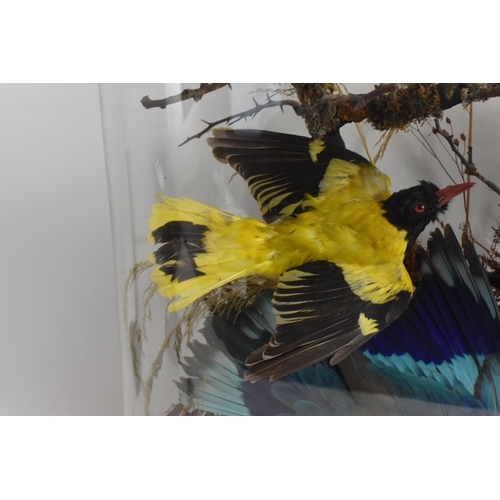 150 - A Victorian taxidermy display group of exotic birds perched on branches and in a naturalistic settin... 