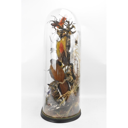 150 - A Victorian taxidermy display group of exotic birds perched on branches and in a naturalistic settin... 