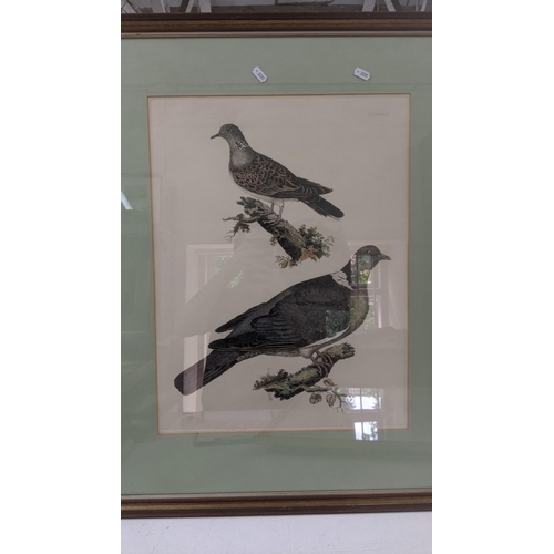 497 - A collection of mixed framed and glazed engravings to include pictures of birds, hunting examples an... 