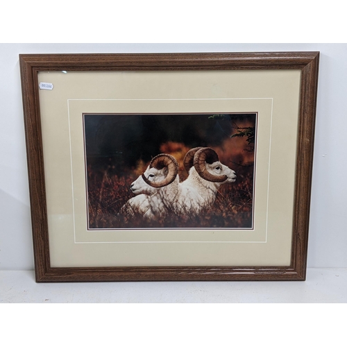 266 - Eight wildlife pictures, limited edition prints from the Thomas D Mangelsen collection, largest 98cm... 