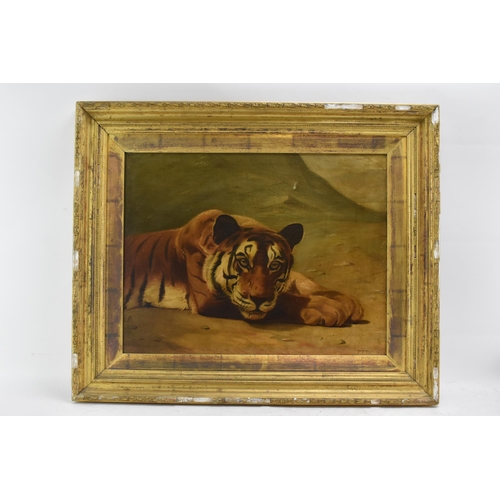 182 - P.T.Tax - A late 19th century oil on canvas painting depicting a resting tiger, signed and dated 189... 