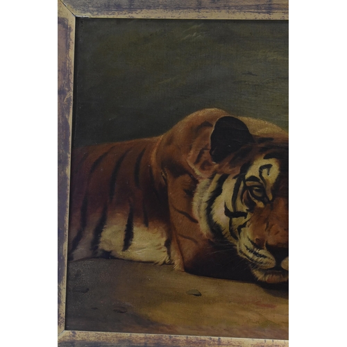 182 - P.T.Tax - A late 19th century oil on canvas painting depicting a resting tiger, signed and dated 189... 