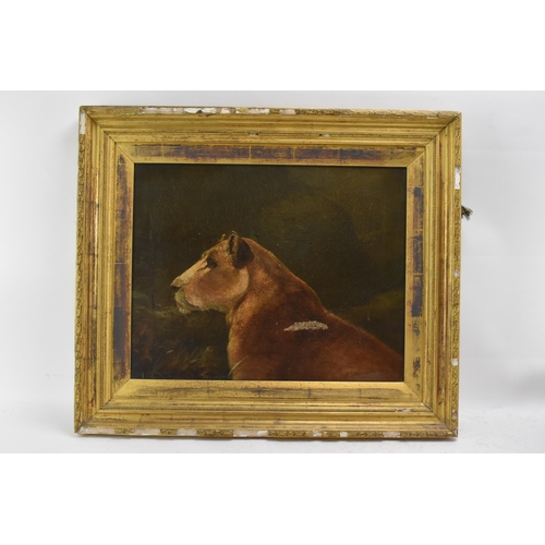 183 - Attributed to P.T.Tax - A late 19th century oil on canvas painting depicting a lioness, unsigned, 49... 