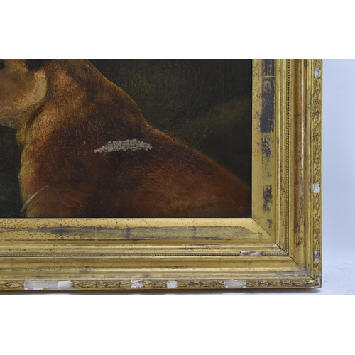 183 - Attributed to P.T.Tax - A late 19th century oil on canvas painting depicting a lioness, unsigned, 49... 