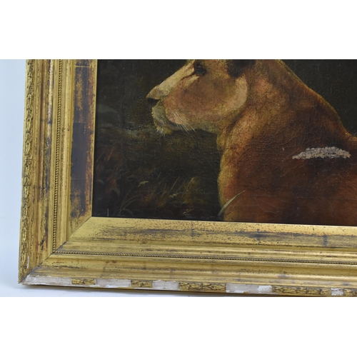 183 - Attributed to P.T.Tax - A late 19th century oil on canvas painting depicting a lioness, unsigned, 49... 