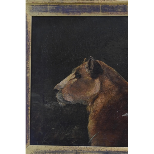 183 - Attributed to P.T.Tax - A late 19th century oil on canvas painting depicting a lioness, unsigned, 49... 