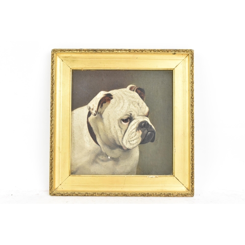 185 - A late 19th/early 20th century oil on board portrait of an English bulldog, signed indistinctly to t... 