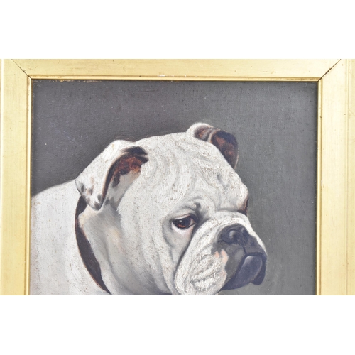 185 - A late 19th/early 20th century oil on board portrait of an English bulldog, signed indistinctly to t... 