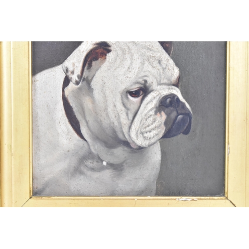 185 - A late 19th/early 20th century oil on board portrait of an English bulldog, signed indistinctly to t... 