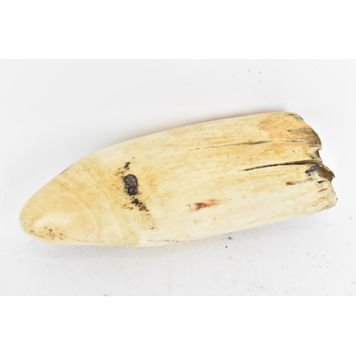 130 - A 19th century whales tooth scrimshaw, incised with an image to one side depicting a scene of a sail... 