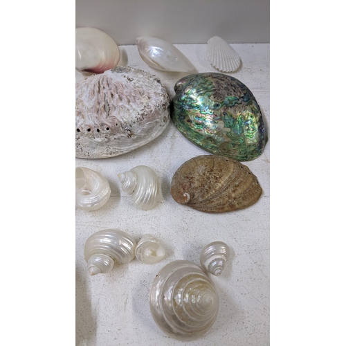 226 - A selection of seashells to include Paua shell, Abalone shell and others
Location: SC
If there is no... 