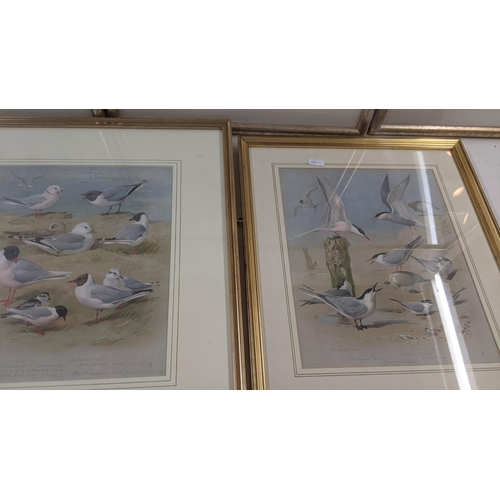 358 - Mixed framed and glazed prints to include 5 monochrome etchings of cats and mice, together with two ... 