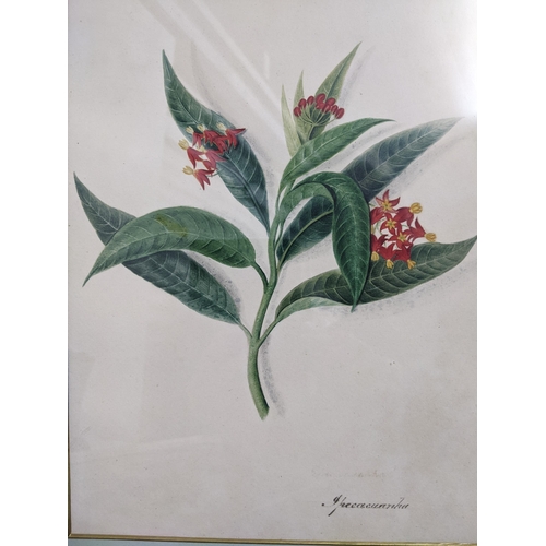 52 - Group of pictures to include a 19th century botanical watercolour depicting an ipecacuanha flowering... 