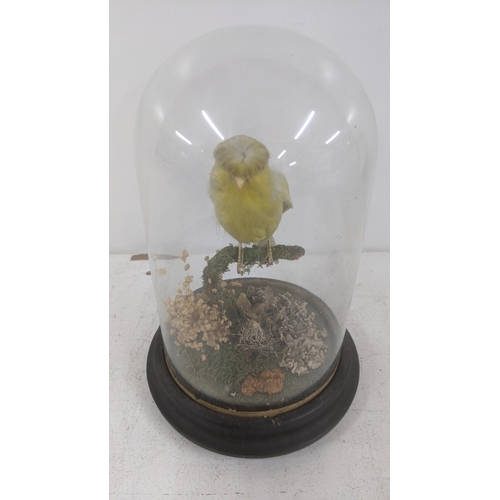 45 - A Victorian taxidermy canary in a glass dome 25cm H
location: 4.1
If there is no condition report sh... 