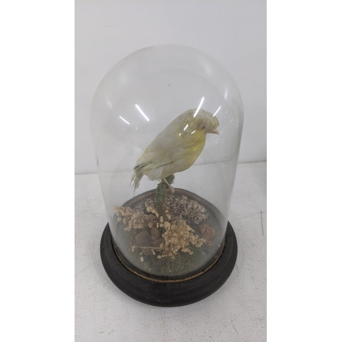 45 - A Victorian taxidermy canary in a glass dome 25cm H
location: 4.1
If there is no condition report sh... 