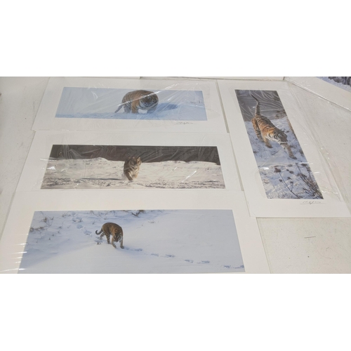 46 - Cheng Yan a photographic signed pictures depicting tigers in snowy landscapes 45cm x15cm
Location: L... 