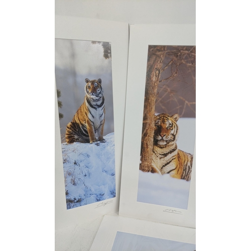 46 - Cheng Yan a photographic signed pictures depicting tigers in snowy landscapes 45cm x15cm
Location: L... 