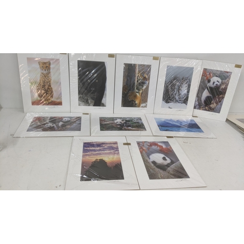 49 - Cheng Yan 10 photographic signed pictures 8 depicting animals out in the wild along with one other d... 