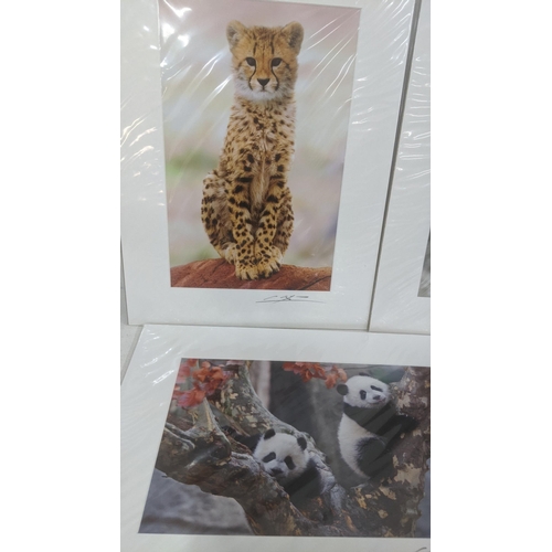 49 - Cheng Yan 10 photographic signed pictures 8 depicting animals out in the wild along with one other d... 