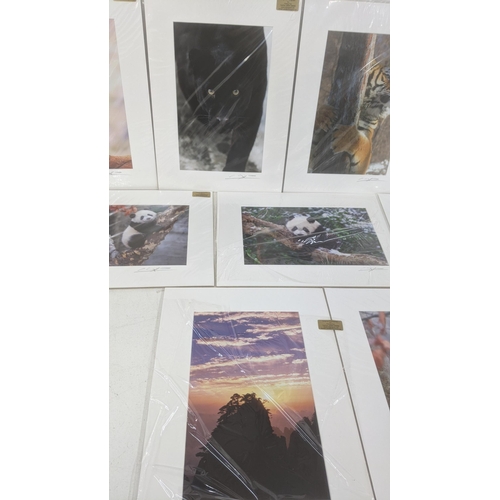 49 - Cheng Yan 10 photographic signed pictures 8 depicting animals out in the wild along with one other d... 