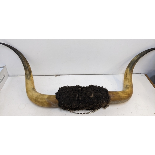 208 - A pair of Buffalo horns with a hanging chain A/F
Location: LAB
If there is no condition report shown... 