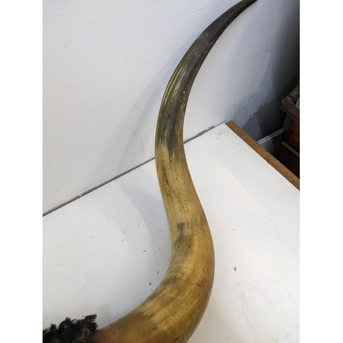 208 - A pair of Buffalo horns with a hanging chain A/F
Location: LAB
If there is no condition report shown... 