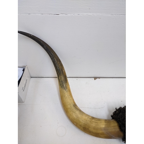 208 - A pair of Buffalo horns with a hanging chain A/F
Location: LAB
If there is no condition report shown... 