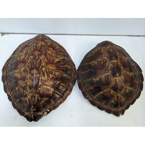 209 - **THIS LOT HAS BEEN WITHDRAWN**Two turtle shells with hanging ropes
Location: GM
If there is no cond... 