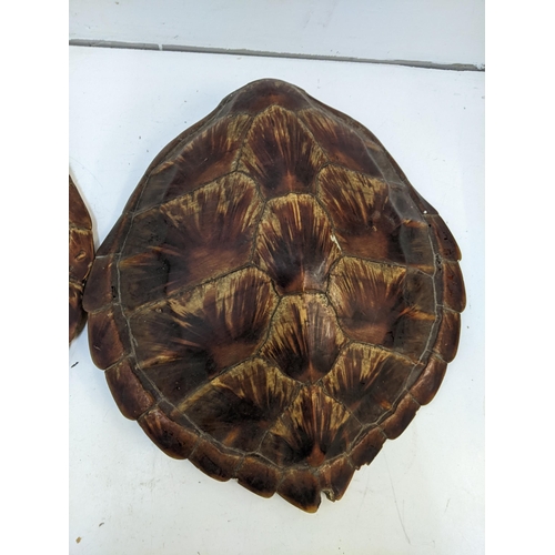 209 - Two turtle shells with hanging ropes
Location:
If there is no condition report shown, please request