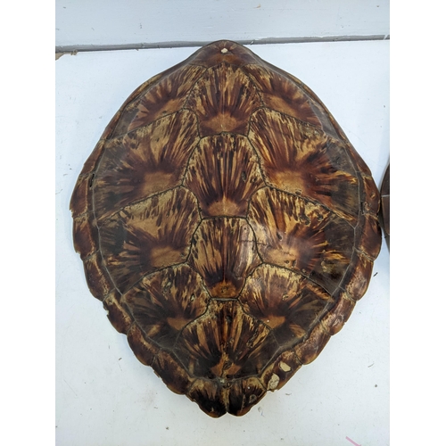 209 - Two turtle shells with hanging ropes
Location:
If there is no condition report shown, please request